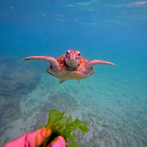 Turtle Snorkeling In Mirissa / Sri Lanka