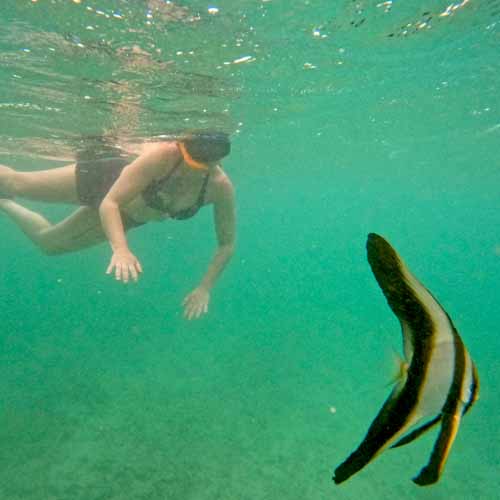 Turtle Snorkeling In Mirissa / Sri Lanka